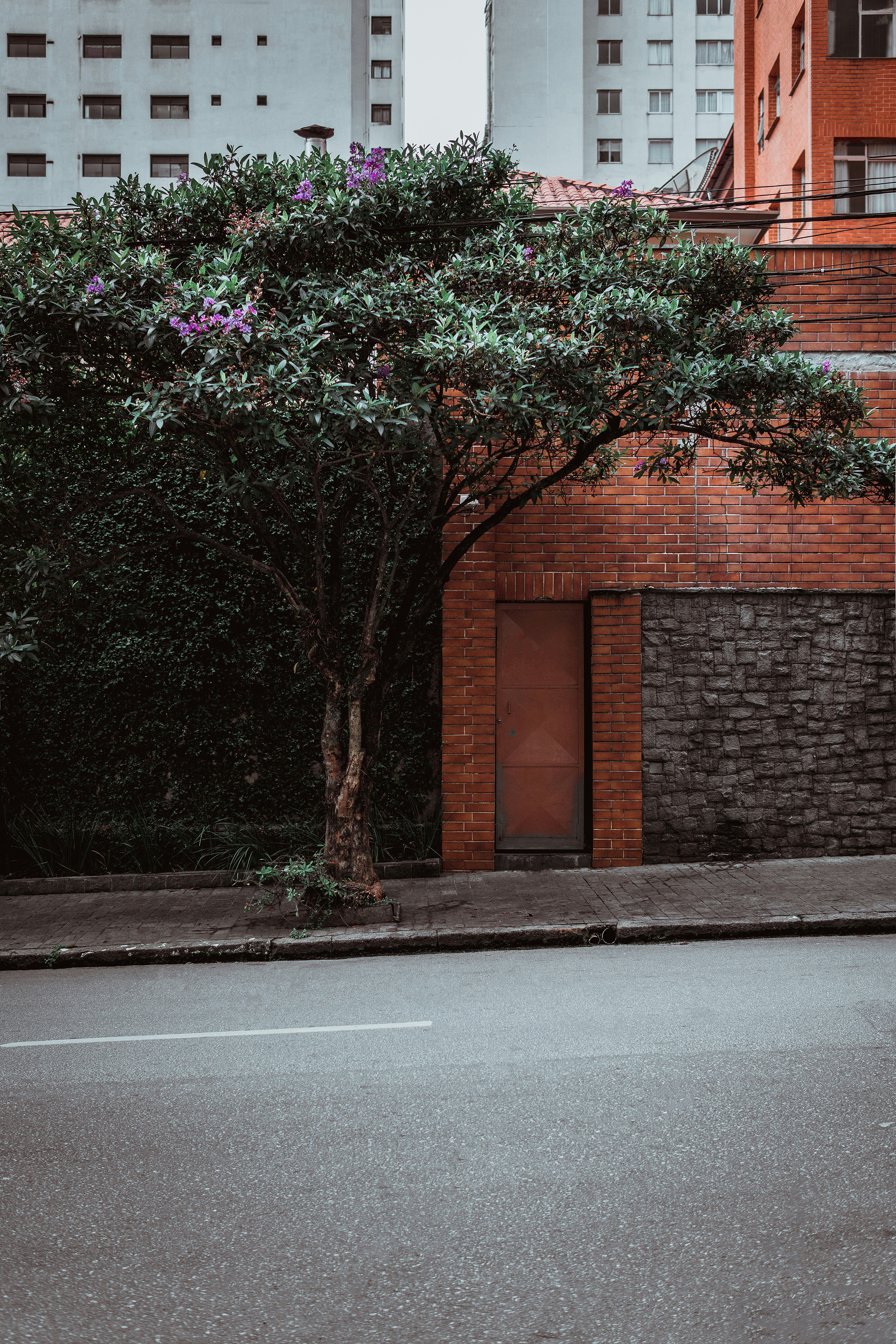 tree in front of brown building